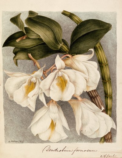 Dendrobium Formosum, c.1839 de Samuel Holden