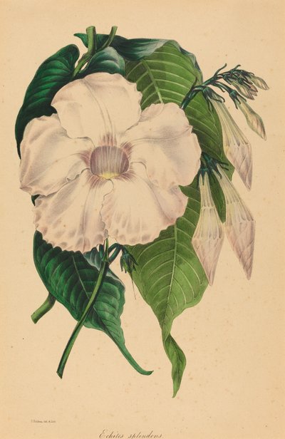 Echites splendens de Samuel Holden