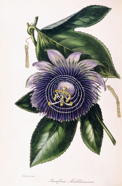 Passiflora Middletoniana, c.1834-1849 de Samuel Holden