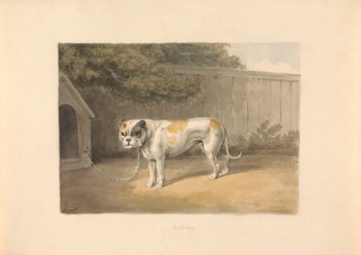 Un Bulldog de Samuel Howitt