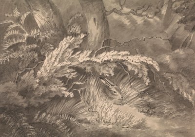 Una liebre al borde del bosque de Samuel Howitt