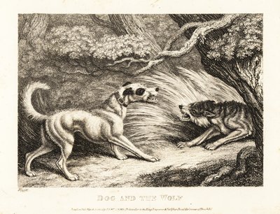 Un perro doméstico con collar ofrece comida a un lobo hambriento. 1811 (grabado) de Samuel Howitt