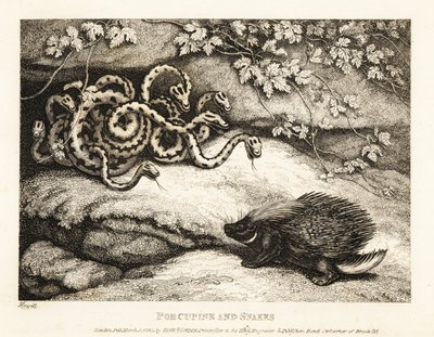 Las afiladas púas de un puercoespín expulsan un nido de serpientes de una cueva 1811 (grabado) de Samuel Howitt