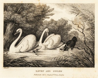 Un cuervo intenta lavarse para parecerse más a los cisnes blancos. 1811 (grabado) de Samuel Howitt