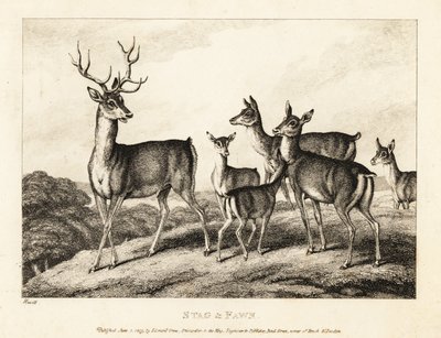 Un ciervo con ciervas y cervatillos. Ciervo y cervatillo. 1811 (grabado) de Samuel Howitt