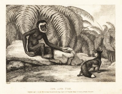 Un mono sin cola le pide a un zorro un poco de su cola. Mono y zorro. 1811 (grabado) de Samuel Howitt