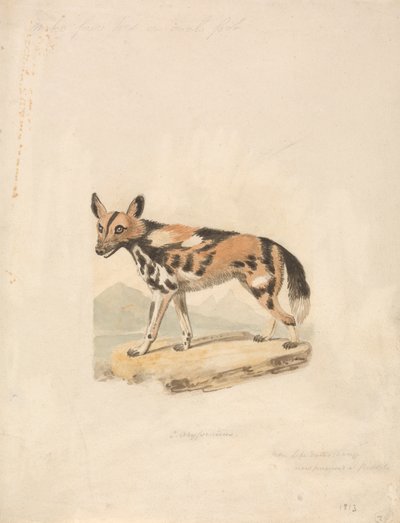 Perro abisinio de Samuel Howitt
