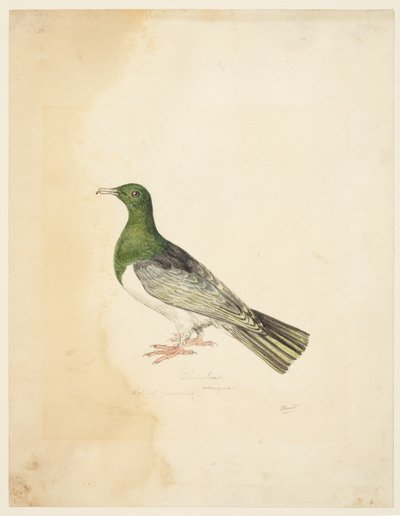 Ave - Columba, c.1765-22 (grafito, pluma y tinta gris y acuarela sobre papel de estambre) de Samuel Howitt