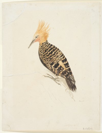 Pájaro, c.1765-22 (grafito y acuarela sobre papel de estraza, verjurado) de Samuel Howitt