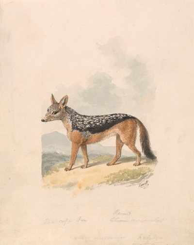 Chacal dorsinegro de Samuel Howitt