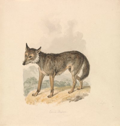 Canis Lupus, o lobo gris de Samuel Howitt