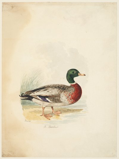 Pato - Anas boschas (anverso), c.1813-22 (grafito, pluma y tinta parda y acuarela, grafito sobre papel de estraza) de Samuel Howitt