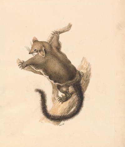 Ardilla voladora de Samuel Howitt