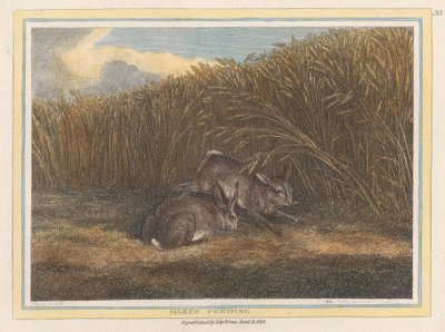 Alimentación de las liebres de Samuel Howitt