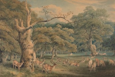 Roble de Hearne, Bosque de Windsor de Samuel Howitt