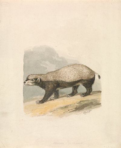 Honey-Badger de Samuel Howitt