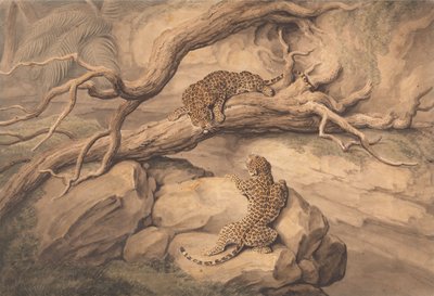 Leopardos jugando entre árboles caídos y rocas de Samuel Howitt