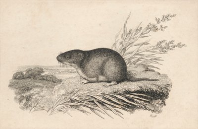 Rata almizclera de Samuel Howitt