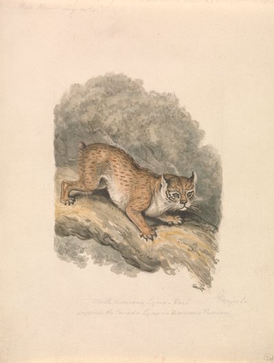Lince norteamericano de Samuel Howitt