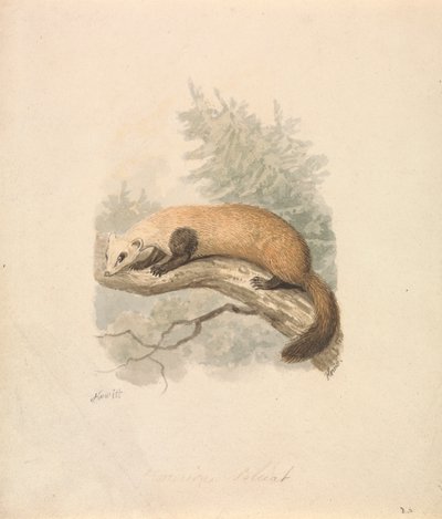 Turón de Samuel Howitt