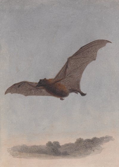 Estudio de un murciélago vampiro de Samuel Howitt