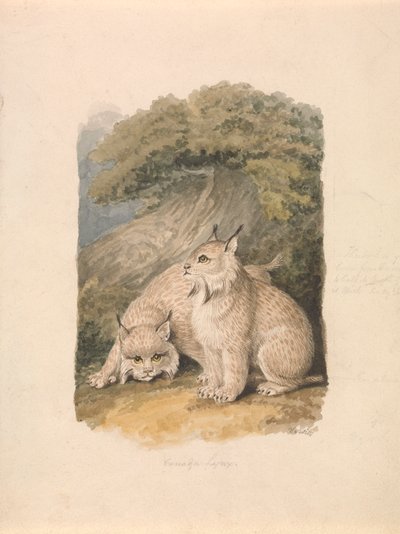 El lince canadiense de la vida de Samuel Howitt