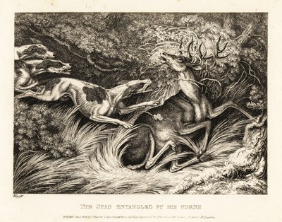 Tres sabuesos atacan a un ciervo atrapado por su cornamenta. 1811 (grabado) de Samuel Howitt
