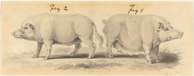 Dos Cerdos Chinos de Samuel Howitt