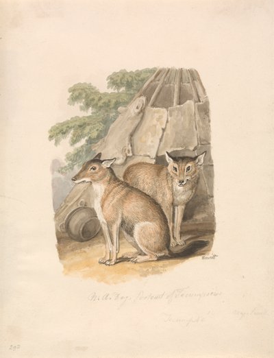 Dos Huskies de Samuel Howitt