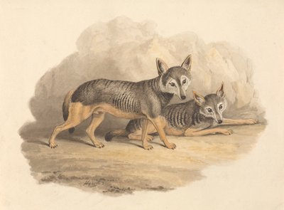 Dos hienas de Samuel Howitt