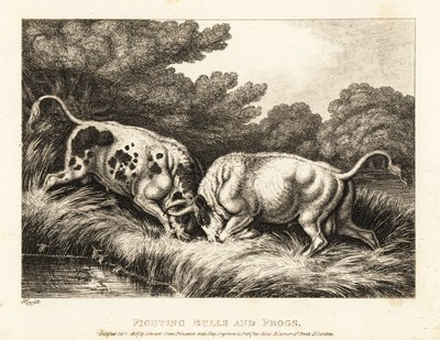 Dos toros trabando cuernos cerca de un estanque lleno de ranas. 1811 (grabado) de Samuel Howitt
