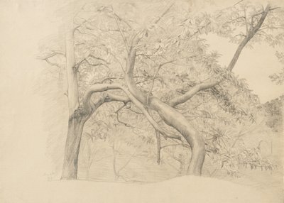 Matorral de árboles en follaje, 1884 de Samuel Isham
