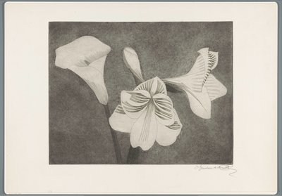 Amarilis y arum de Samuel Jessurun de Mesquita (signed by artist)