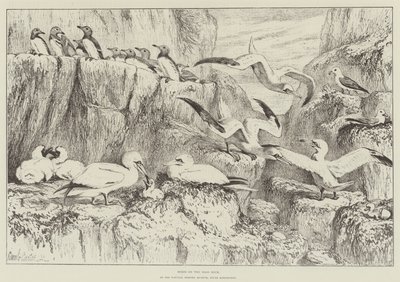 Aves en Bass Rock, en el Museo de Historia Natural, South Kensington de Samuel John Carter