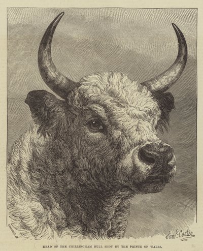 Cabeza del toro de Chillingham disparado por el Príncipe de Gales de Samuel John Carter