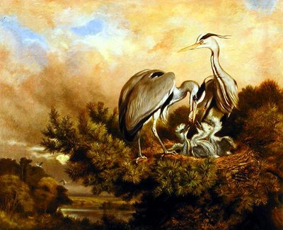 Garza alimentando a sus crías en un pino de Samuel John Carter