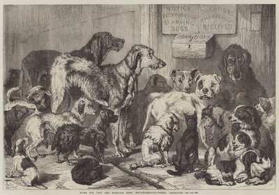 Hogar para perros perdidos y hambrientos, Hollingsworth-Street, Islington de Samuel John Carter