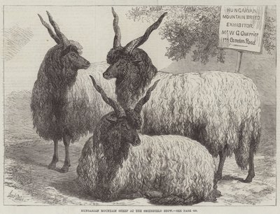 Ovejas de montaña húngaras en el Show de Smithfield de Samuel John Carter