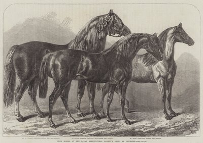 Caballos premiados en la Exposición de la Sociedad Real de Agricultura, en Leicester de Samuel John Carter