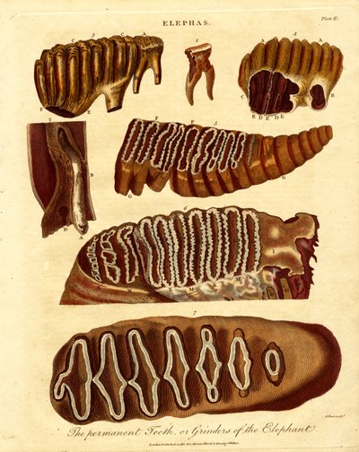  de Samuel John Neele