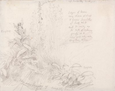 Foxgloves de Samuel Palmer