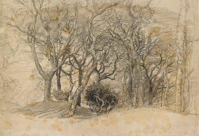 Estudio de árboles, Clovelly Park, 1834 de Samuel Palmer
