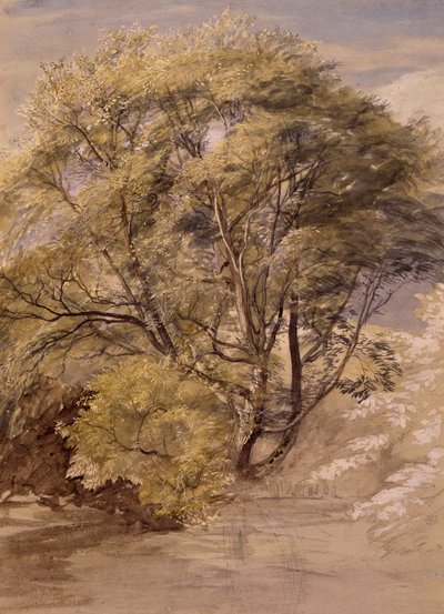 Estudio de un sauce, c.1850 (acuarela sobre papel) de Samuel Palmer