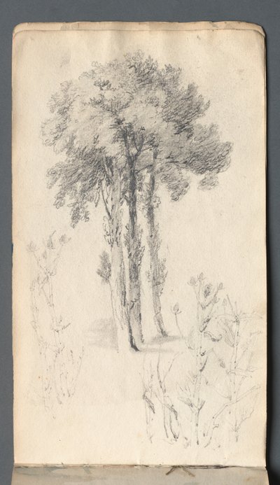 Cuaderno de bocetos: Estudio de árbol, 1814 de Samuel Prout