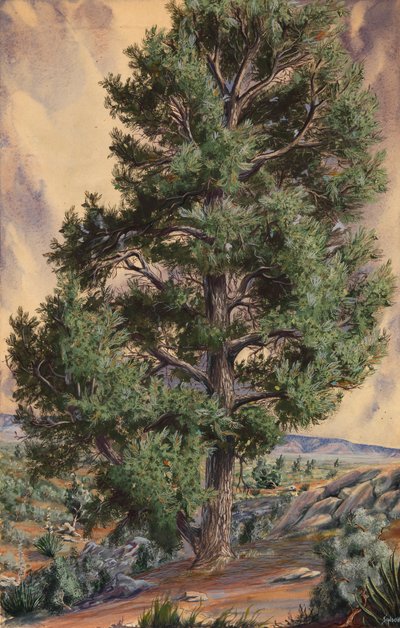 Pino, s.f. de Sandow
