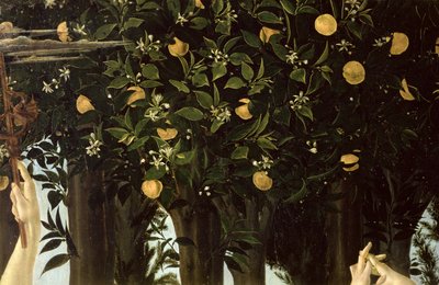 Primavera, detalle del naranjo de Sandro Botticelli