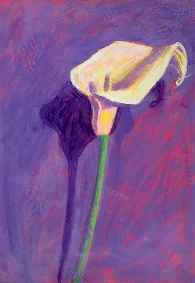 Lirio de Arum de Sara Hayward