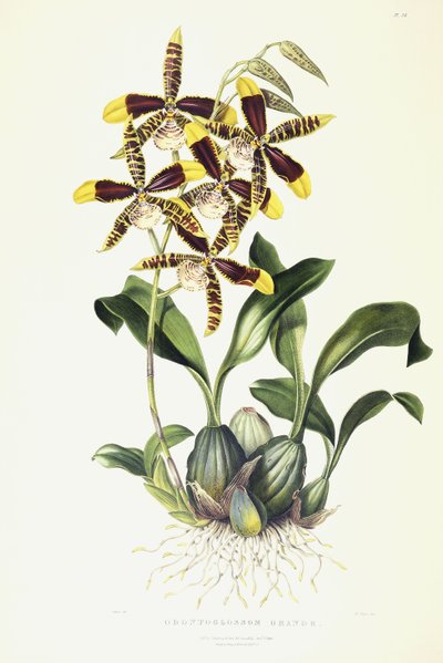 Odontoglossom Grande, c.1837-1843 de Miss Drake