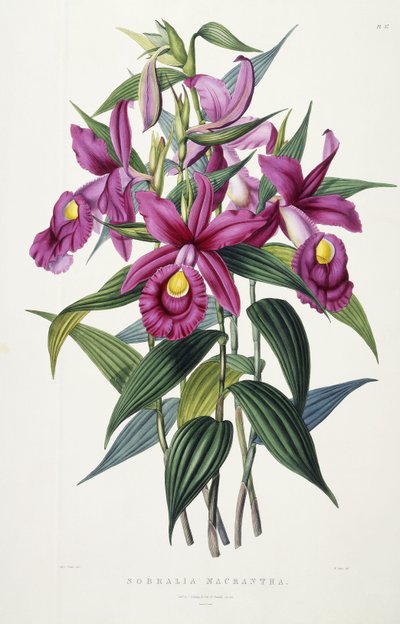 Sobralia Macrantha de Miss Drake