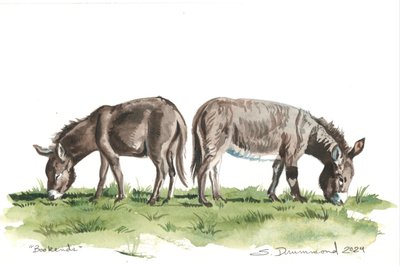 Sujetalibros, 2024 (Acuarela sobre papel) de Sarah Drummond